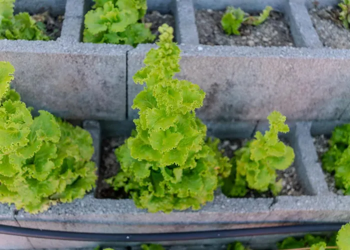 Farma Quinta Baiao, Douro Valley